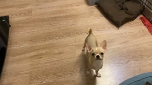 ТаНЦуЮЩий ЩеНок/МиНи ЧиХуАХуа ДаНсинГ