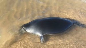 Нерпы умирают на Байкале