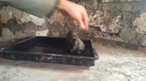 Как начать производство тротуарной плитки - плюс стройка