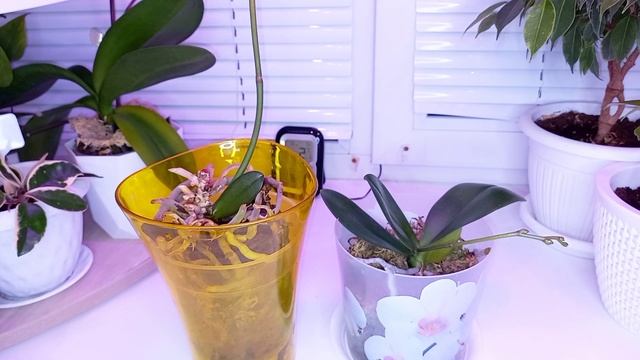 Моя орхидея ЛЕГАТО / 4 детки с пенька / УХОД за пеньком ? смотреть онлайн