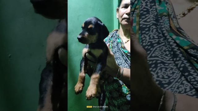 Black and tan Doberman puppy available for sale || Doberman puppy sale in odisha ||#puppy #doberman