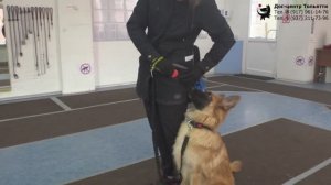 Команда Дог-центра Тольятти. Тренировка. Тольятти, 14 марта 2021.