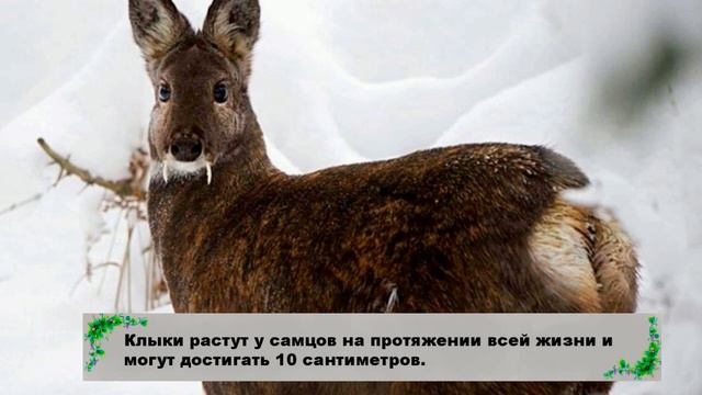 Кабарга – уникальный олень, напоминающий вампира смотреть онлайн