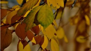 Сергей Светлов Закружилась листва золотая