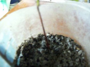 ХУРМА от косточки до растения. Весна  (часть 3)