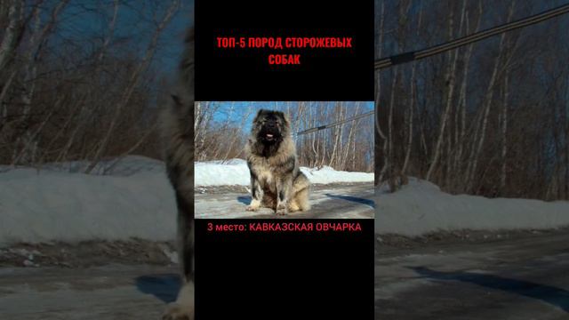 ТОП-5 ПОРОД СОБАК ДЛЯ ОХРАНЫ ДОМА #собаки#собакадругчеловека#друзья#