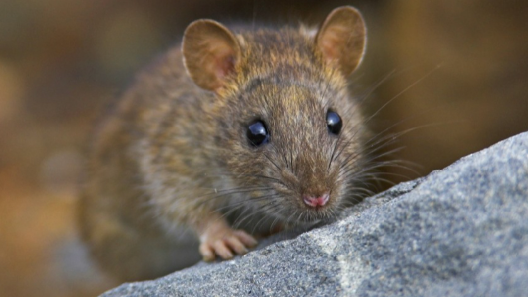 В Нью-Йорке намерены бороться с крысами с помощью противозачаточных таблеток