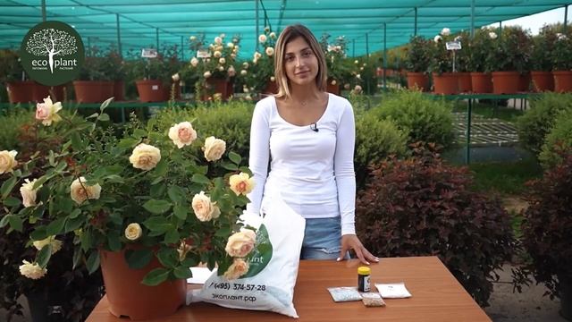 ГОЛУБИКА садовая высокорослая. Посадка и уход для начинающих