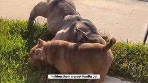 Micro Bully or Pocket Pitbull or Micro Pitbull? PRO'S & CON'S!