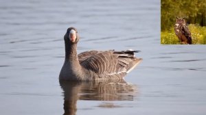 Белолобый гусь Anser albifrons.mp4