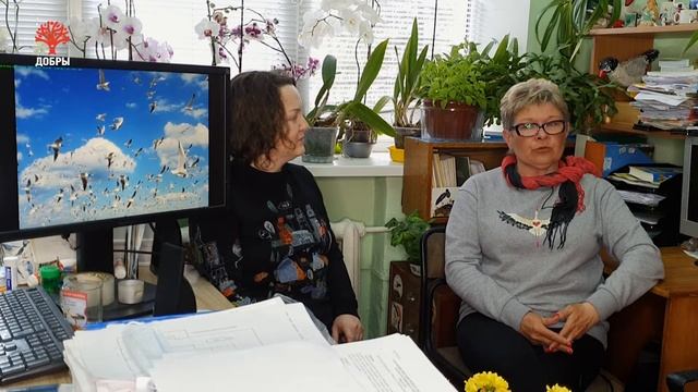 Чайки в городе! Интересные факты о жизни чаек | Городские птицы – Остров Ду с Еленой Вахромеевой