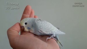 ? ? ? Первый день приручения младшего птенца Тишки