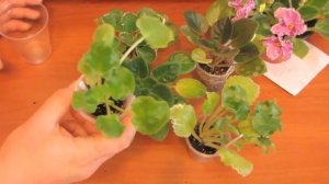 Когда и как пересаживать деток фиалок в больший стаканчик. Размер детки фиалки. Юлия Датта