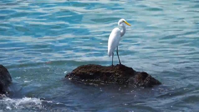 15 ИЮНЯ | 6 ЛУННЫЙ ДЕНЬ | СИМВОЛ ЖУРАВЛЬ | 2021 смотреть онлайн