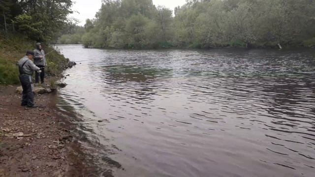 рыбалка на горбушу,симу горная река иска
