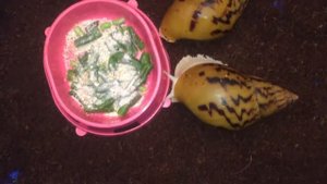 Уход за улитками вида Ахатина Ахатина тигр. Альбиносы))))
