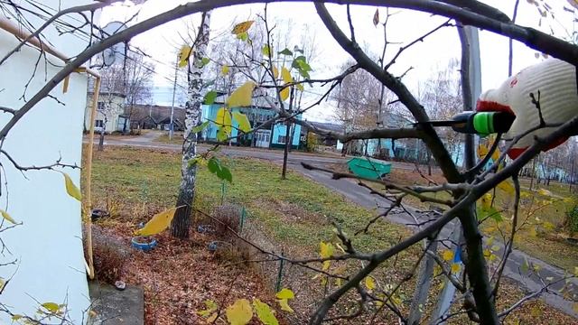 Слива. Как я обрезал старую сливу
