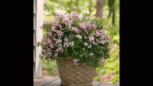 КРАСИВЫЕ низкорослые КУСТАРНИКИ для выращивания в КОНТЕЙНЕРАХ. Сорта Новинки!!! Вейгела Дейция