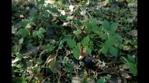 Середейское озеро и лесная полянка. ВАЛДАЙСКИЙ РАЙОН, ДЕРЕВНЯ СЕРЕДЕЯ