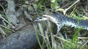 Mega deepthroat! мега заглот.