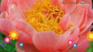 Пион молочноцветковый Пинк Хаваиян Корал. Краткий обзор paeonia lactiflora Pink Hawaiian Coral