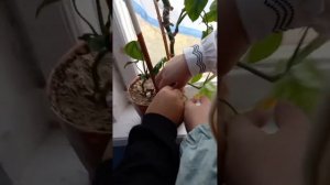 Хороним осу (это было давно и неправда)
