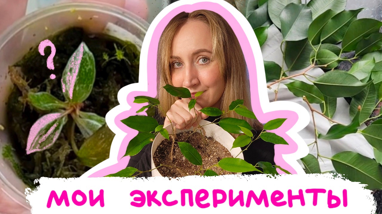 Мои ЭКСПЕРИМЕНТЫ с растениями | Сращивание фикусов | филодендрон розовая принцесса marble galaxy смотреть онлайн