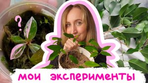 Мои ЭКСПЕРИМЕНТЫ с растениями | Сращивание фикусов | филодендрон розовая принцесса marble galaxy
