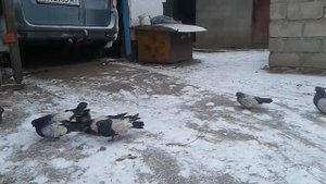 Кировоградские сиренивые голуби