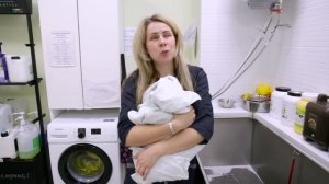 Как приучить щенка к грумингу. Агрессия, страх, лакомства