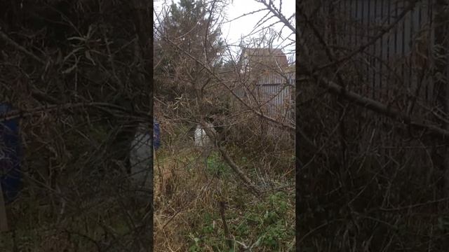 Оттянуть дерево! смотреть онлайн