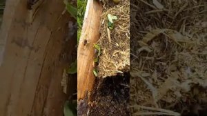 ведро картошки с куста!Урожай 22 года .4.09.