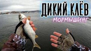 Дикий КЛЁВ плотвы. МОРМЫШИНГ НАНОДЖИГ