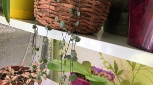 Церопегия Вуда (Ceropegia woodii) Мой уход