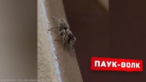 Самые опасные пауки на планете!!!