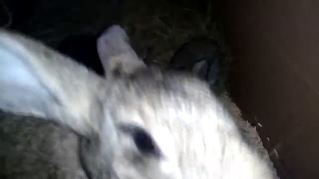 Когда Крольчата начинают кушать сами. Кормление Крольчат.