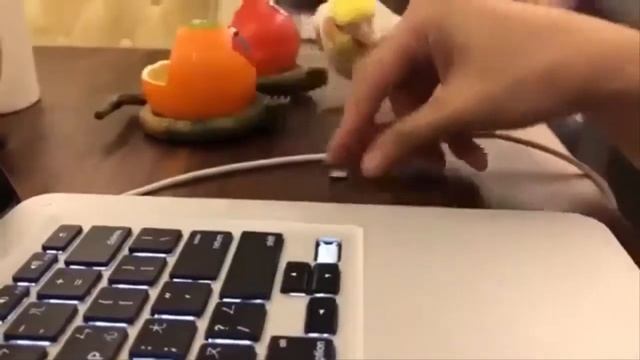 Что делать с попугаем? Попугай отрывает кнопки от ноутбука. смотреть онлайн