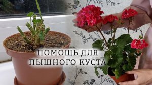 Сделайте так после ОБРЕЗКИ с ГЕРАНЬЮ: станет пышным, цветущим кустиком! Уход, условия и подкормки