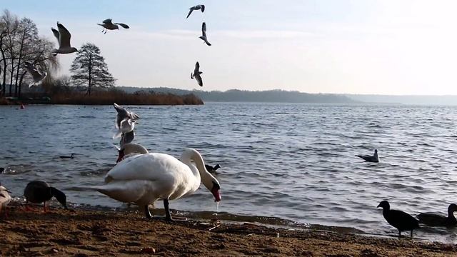 ?Antonio Vivaldi les quatre saisons l'été. Antonio Vivaldi the four seasons summer. смотреть онлайн