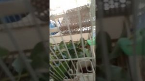 Чем кормить воробьев