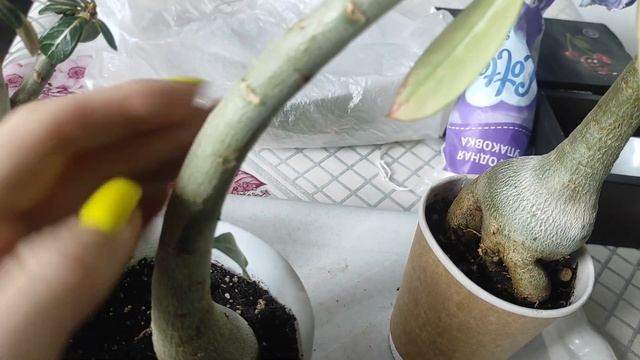 Черенки адениума и прививки МОИ НОВИНКИ #адениум #adenium #розапустыни смотреть онлайн