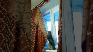 Забавные животные №20