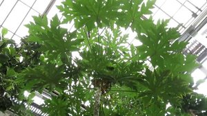 ГЛАВНЫЙ Ботанический сад России, Москва