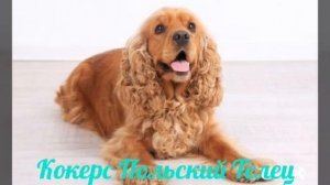 Кто ты по знаку зодиака породы собак
