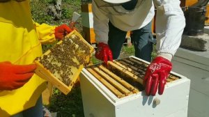 Матка засеяла в магазинах. Ревизия пасеки в мае. Делаем отводок. Новая пчелосемья.