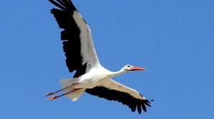 Аист - интересные факты