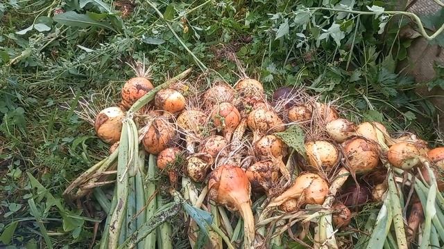 Про уборку и хранение репчатого лука