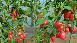 ??ТОМАТ КОТЯ РОЗОВЫЙ и ТОМАТ КОТЯ ЖЕЛТЫЙ. Очень урожайные и вкусные сорта. СРАВНЕНИЕ