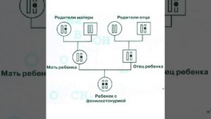 Фенилкетонурия. ФКУ. История открытия. Прогноз и причины заболевания