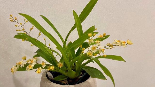 【21160】夏季兰花养护基础知识（四季养兰系列）Growing Orchids in Summer // 静姐说花707 / смотреть онлайн